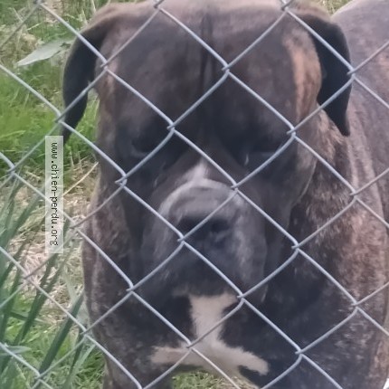 Photo 1/1 Found dog Found in La Ferte En Ouche