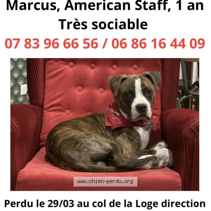 Photo 1/1 Marcus Dog lost in La chambonie