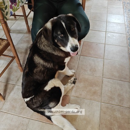 Picture of dog found at Laguepie