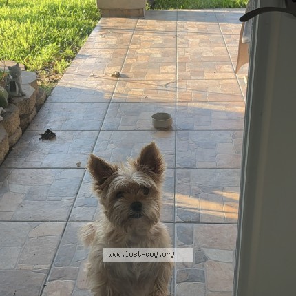 Photo 1/1 pnut Dog lost in Tomball