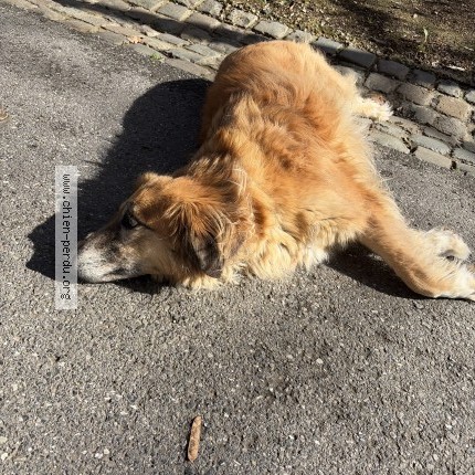 Foto 1/1 Hond gevonden Gevonden in Beersel
