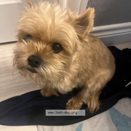 Photo 1/1 Pnut Dog lost in Houston