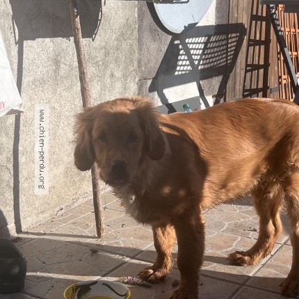 Photo 1/1 Found dog Found in Chateauneuf Les Bains