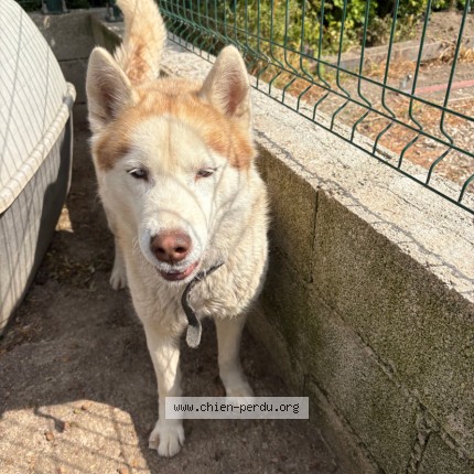 Photo 1/4 saïka Dog lost in Tarascon