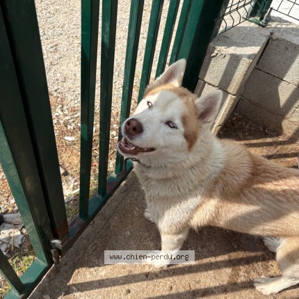 Photo 4/4 sa&iuml;ka Dog lost in Tarascon