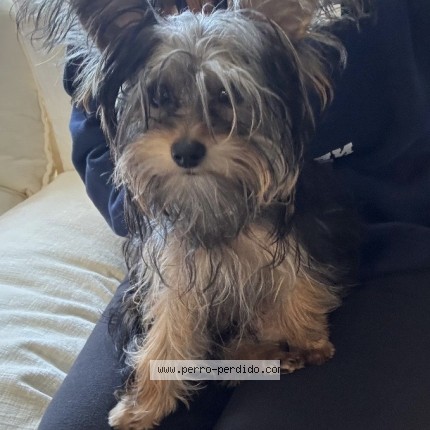 Photo 1/1 luna Dog lost in Anaheim