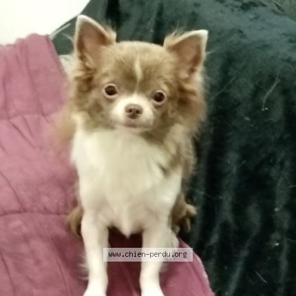Photo 1/1 jocelyne bacquet Dog lost in Draveil