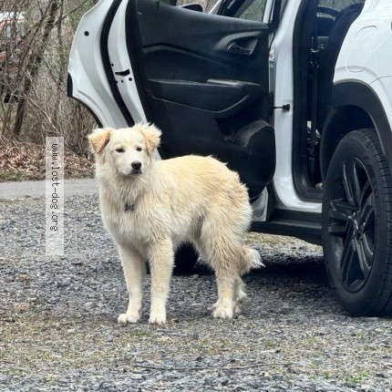 Picture of dog lost at Cumberland