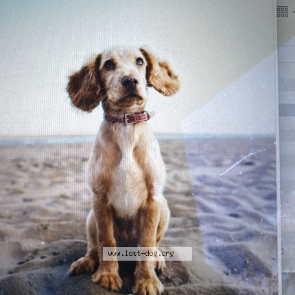 Photo 1/3 Test theo Dog lost in Test