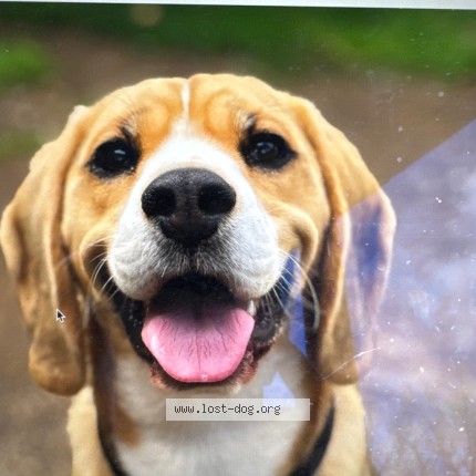 Photo 2/3 Test theo Dog lost in Test