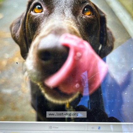 Photo 3/3 Test theo Dog lost in Test