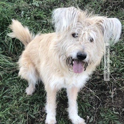 Photo 1/1 lucile Dog lost in Paris