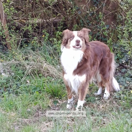 Photo 1/1 Found dog Found in Niederhaslach