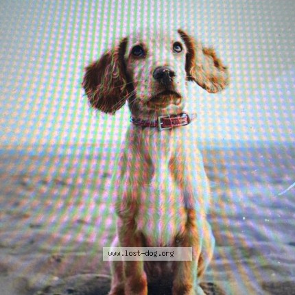 Photo 1/2 Thisisatestreporr Dog lost in Test