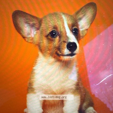 Photo 2/2 Thisisatestreporr Dog lost in Test