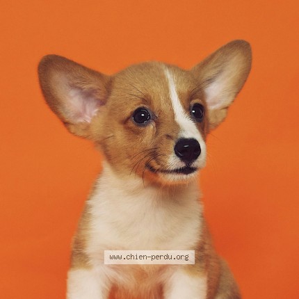 Photo 1/3 debug Dog lost in Test