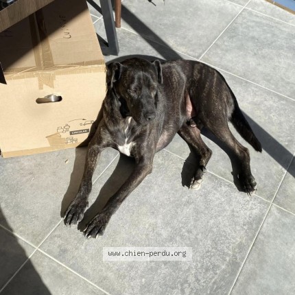Photo 1/1 broly Dog lost in La Motte D Aigues