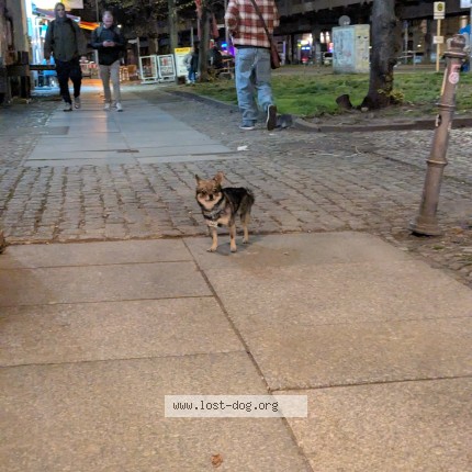 Picture of dog found at Berlin