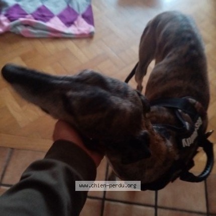 Picture of dog lost at La Chapelle D Armentieres