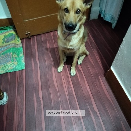 Photo 1/1 Sweety Dog lost in Chandrapur