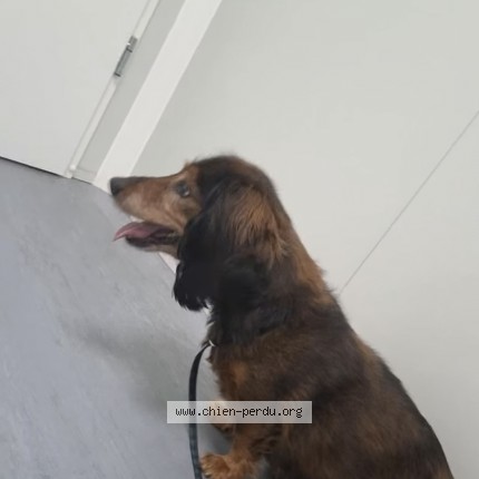 Picture of dog lost at Denain