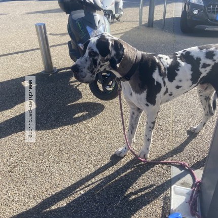 Photo 1/1 Found dog Found in Vannes