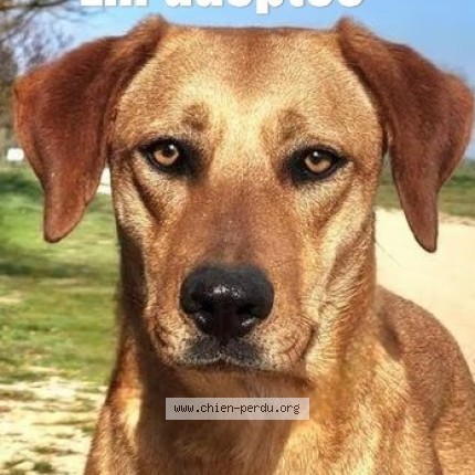 Picture of dog lost at Brignoles