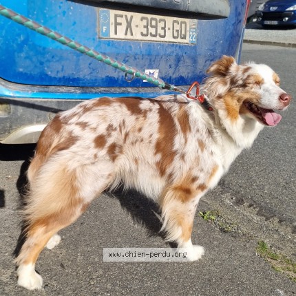 Photo 1/1 Reunited dog Found in Saint Brieuc
