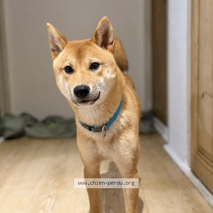 Photo 1/1 akiyo Dog lost in Monteux
