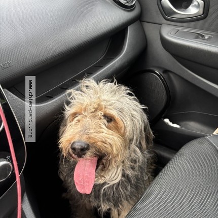 Photo 1/1 Reunited dog Found in Saint Denis De Pile