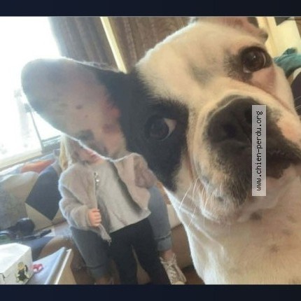 Foto van vermiste hond in Liege