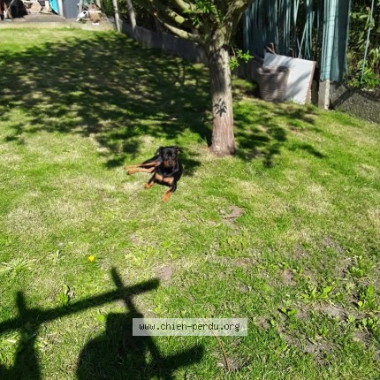 Picture of dog lost at Linselles 59126