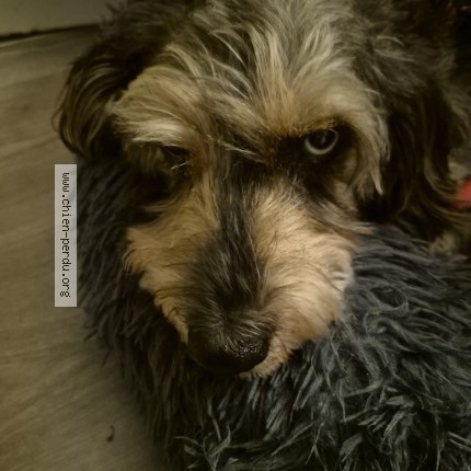 Picture of dog lost at Chatillon