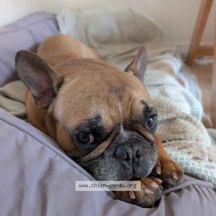 Photo 1/1 Reunited dog Lost in Les Pennes Mirabeau