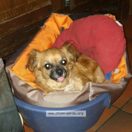 Photo 1/1 david Moreau Dog lost in Eynesse