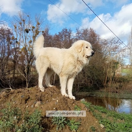 Photo 1/1 Uno Dog lost in La Boussac