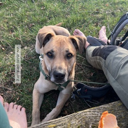 Foto 1/1 Hond teruggevonden Vermist in Gouvy