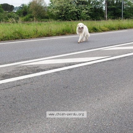 Photo 1/1 Found dog Found in Lacq
