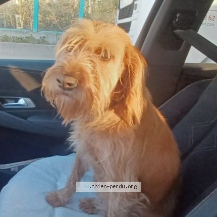Photo 1/1 rya Dog lost in Pibrac