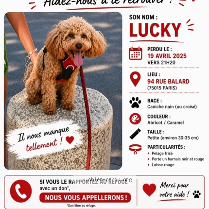 Photo 1/1 lucky Dog lost in Paris 15e Arrondissement