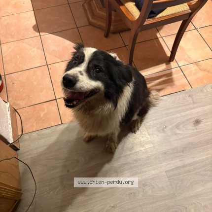 Photo 1/1 Found dog Found in Saint Tropez