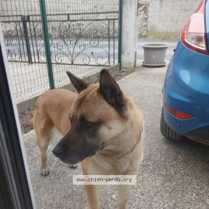 Photo 1/1 Found dog Found in Villers Saint Genest
