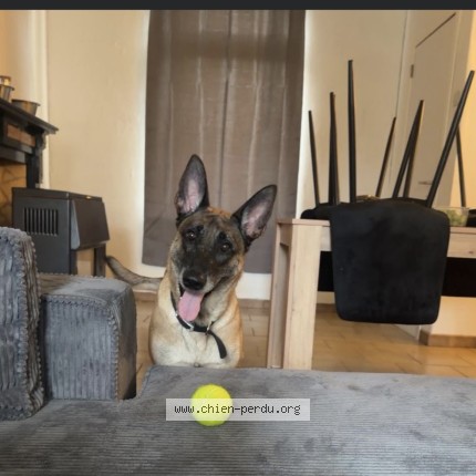 Photo 1/1 xena Dog lost in Quievrain