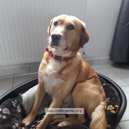 Photo 1/1 Kheops Dog lost in Sains en gohelle