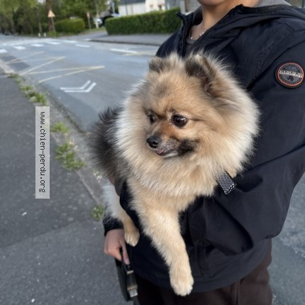 Photo 1/1 Reunited dog Found in Brest