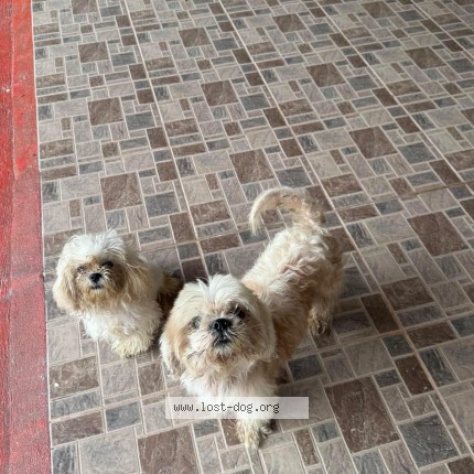 Photo 1/1 Pipoy Dog lost in Concepcion uno marikina city