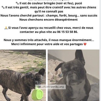 Photo 1/1 pooky Dog lost in Requeil