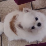 Vanille