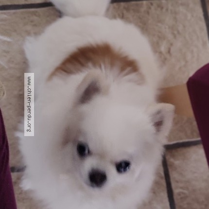 Foto 1/1 Vanille Hond vermist in Tintigny