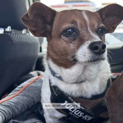 Foto van vermiste hond in Werbomont